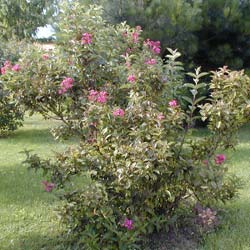 Weigelia 'Bristol Ruby'